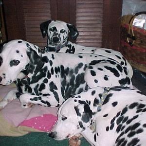 Meet your Posher, Benji